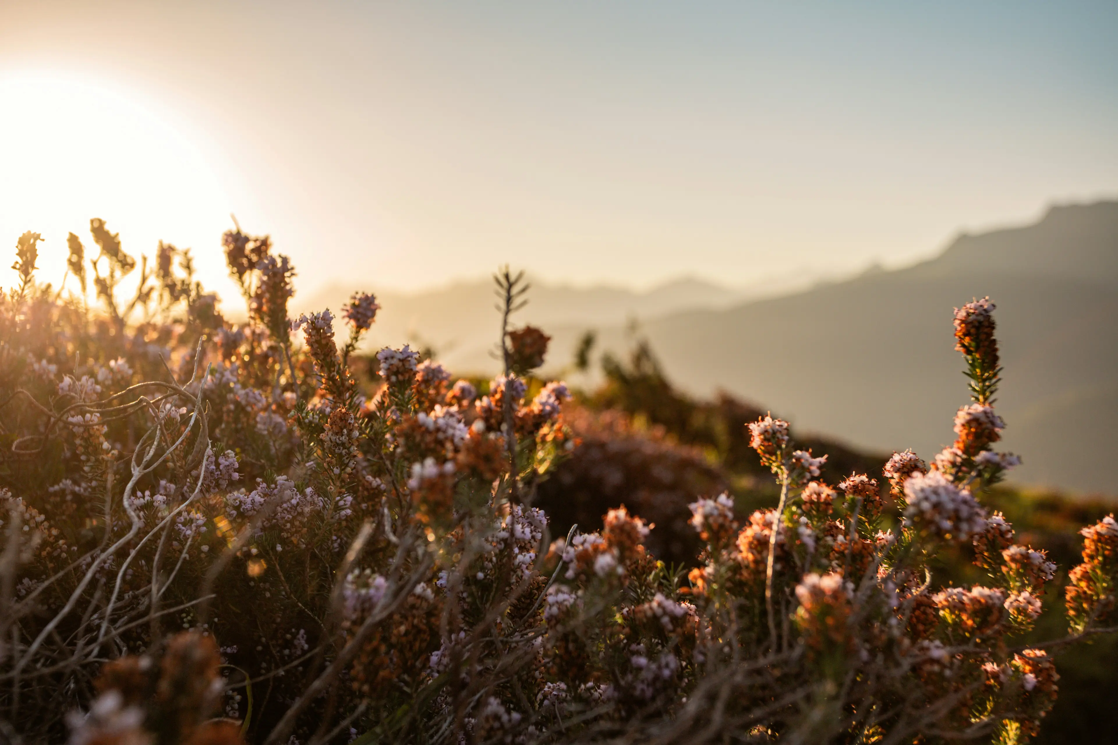 Fleurs sauvages au soleil levant devant des montagnes